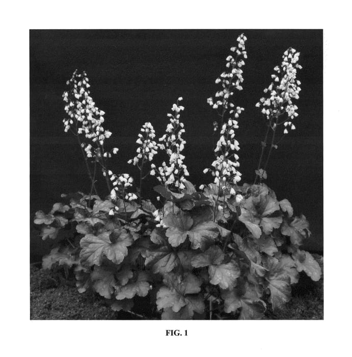 Figure 1 of US plant patent PP23454, the photograph of Dark Chocolate printed in the patent.