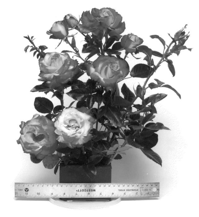 Figure 1 of US plant patent PP23455, the photograph of WEKfunk printed in the patent.