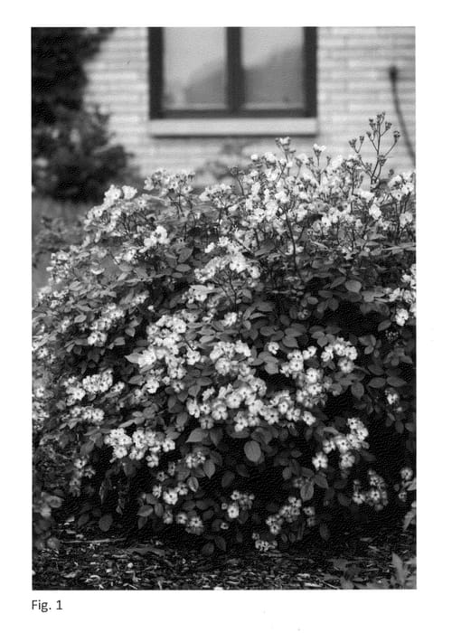 Figure 1 of US plant patent PP23456, the photograph of ZLECharlie printed in the patent.