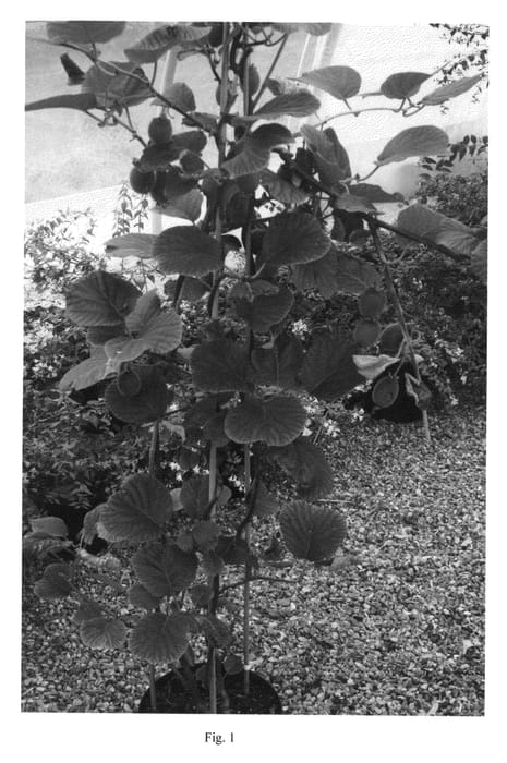 Figure 1 of US plant patent PP23457, the photograph of Renact printed in the patent.