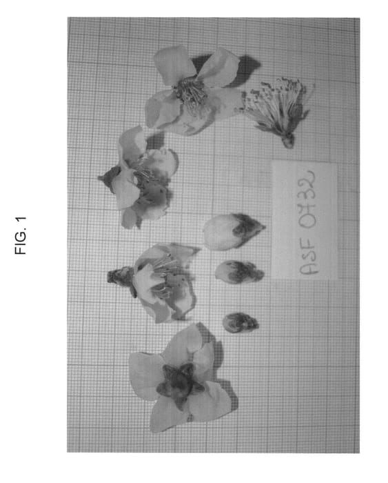 Figure 1 of US plant patent PP23458, the photograph of NECTARBONDANT printed in the patent.