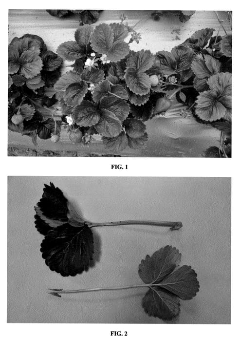 Figure 1 of US plant patent PP23459, the photograph of DrisStrawTwentyEight printed in the patent.
