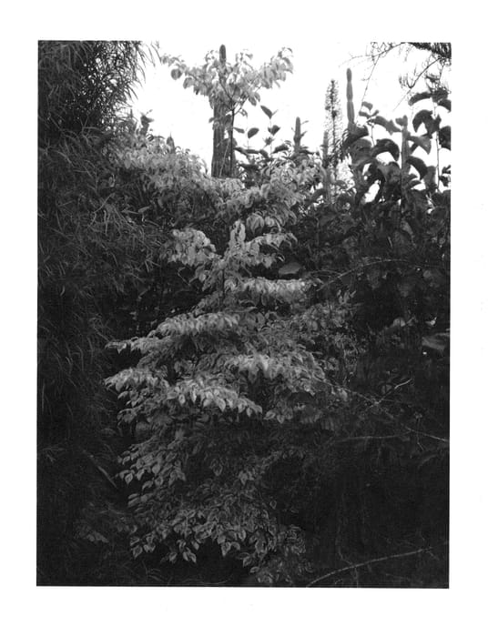 Figure 1 of US plant patent PP23460, the photograph of Golden Wedding printed in the patent.