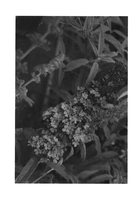 Figure 1 of US plant patent PP23461, the photograph of TOBUD0615 printed in the patent.