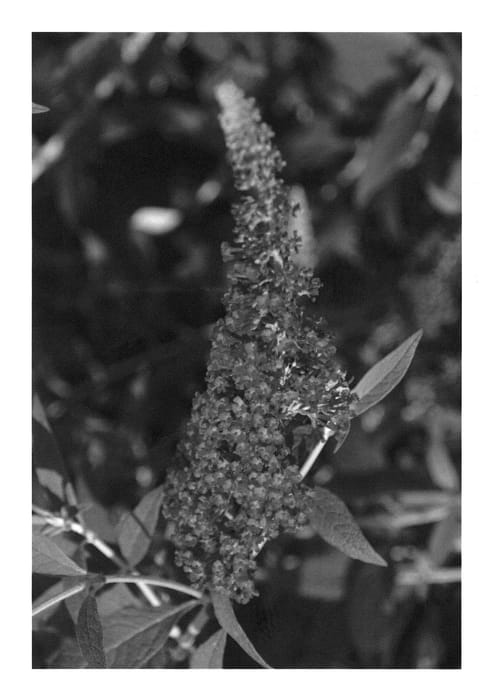 Figure 1 of US plant patent PP23462, the photograph of TOBUD0703 printed in the patent.