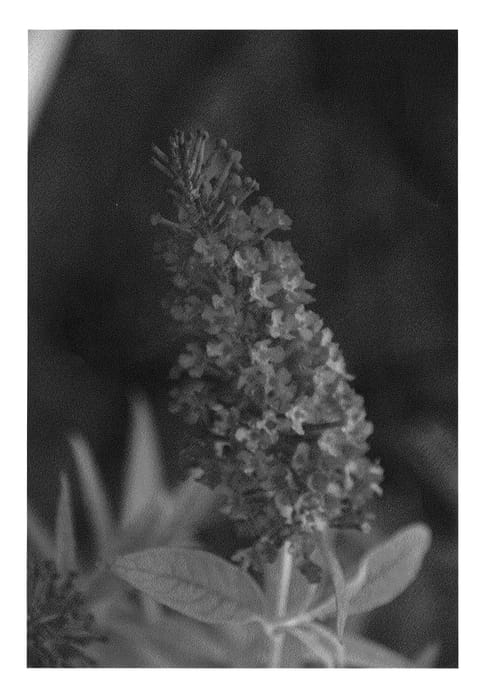 Figure 1 of US plant patent PP23463, the photograph of TOBUD0802 printed in the patent.