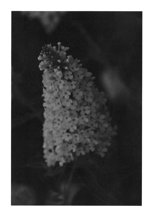Figure 1 of US plant patent PP23464, the photograph of TOBUD072 printed in the patent.