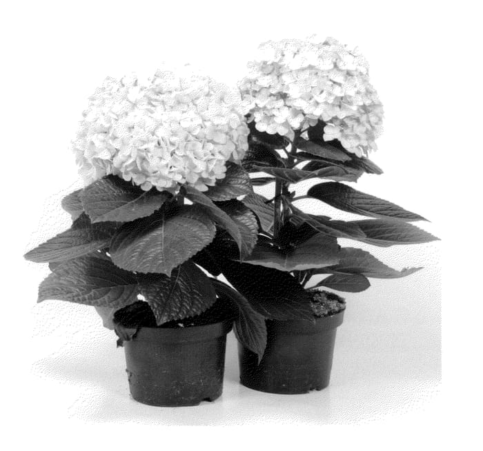 Figure 1 of US plant patent PP23465, the photograph of Avantgarde printed in the patent.