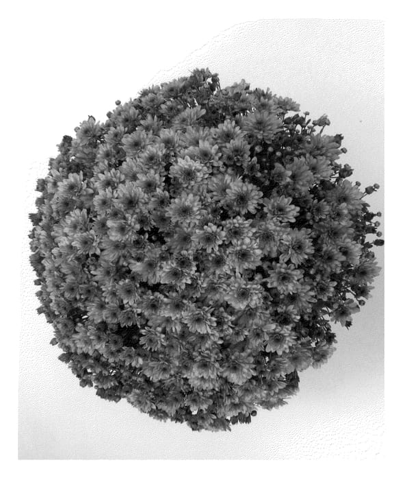 Figure 1 of US plant patent PP23467, the photograph of Amora Pink printed in the patent.