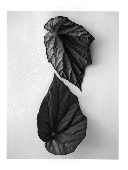 Figure 2 of US plant patent PP23468, the photograph of KRBELIF01 printed in the patent.