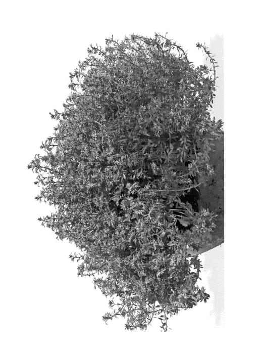 Figure 1 of US plant patent PP23469, the photograph of Duescalbu printed in the patent.