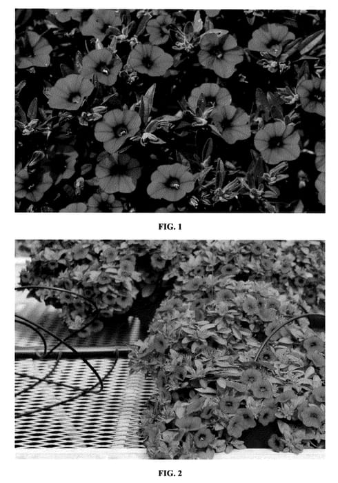 Figure 1 of US plant patent PP23470, the photograph of KLECA09210 printed in the patent.