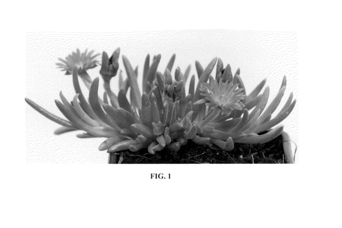 Figure 1 of US plant patent PP23471, the photograph of Jewel of Desert Garnet printed in the patent.