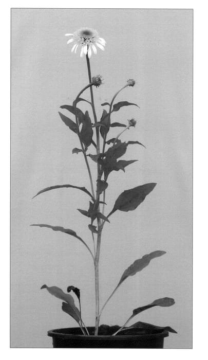 Figure 1 of US plant patent PP23472, the photograph of White Double Delight printed in the patent.