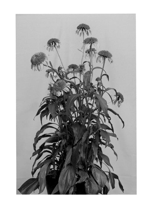 Figure 1 of US plant patent PP23473, the photograph of Guava Ice printed in the patent.
