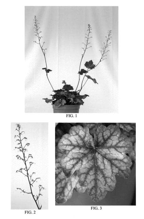 Figure 1 of US plant patent PP23474, the photograph of Maroon Blush printed in the patent.