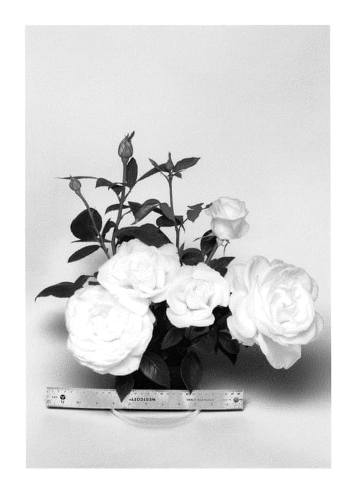 Figure 1 of US plant patent PP23475, the photograph of WEKmemolo printed in the patent.