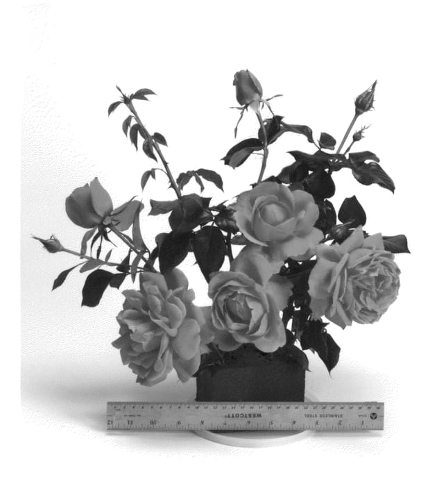 Figure 1 of US plant patent PP23476, the photograph of WEKmerewby printed in the patent.
