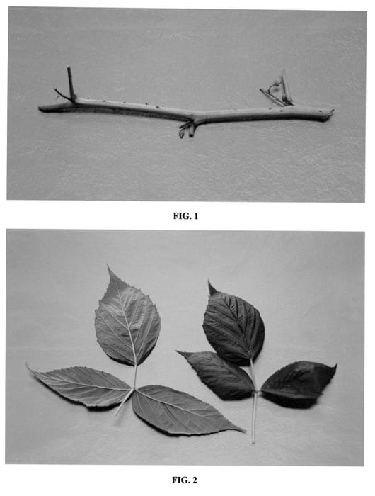 Figure 1 of US plant patent PP23477, the photograph of DrisRaspThree printed in the patent.