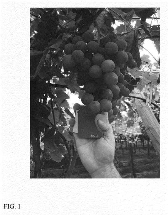 Figure 1 of US plant patent PP23478, the photograph of chimenti globe printed in the patent.