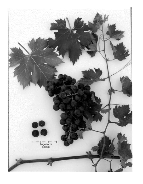Figure 1 of US plant patent PP23479, the photograph of Sugraforty printed in the patent.