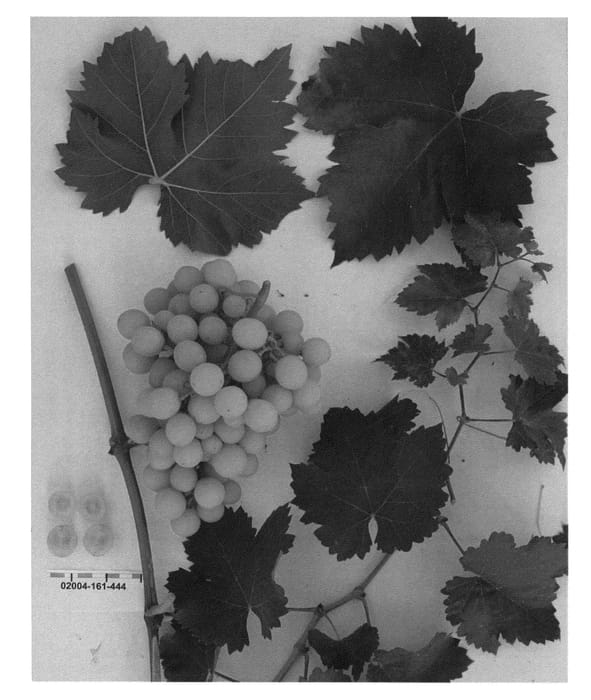 Figure 1 of US plant patent PP23480, the photograph of Sugrafortyone printed in the patent.