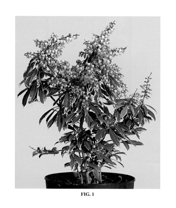 Figure 1 of US plant patent PP23481, the photograph of Opstal 10 printed in the patent.