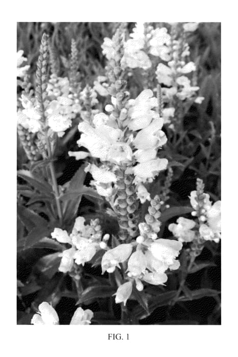 Figure 1 of US plant patent PP23482, the photograph of Pink Manners printed in the patent.