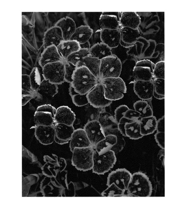 Figure 1 of US plant patent PP23483, the photograph of Fire and Ice printed in the patent.