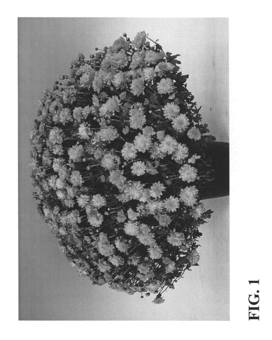 Figure 1 of US plant patent PP23484, the photograph of Zanmuflaminpine printed in the patent.