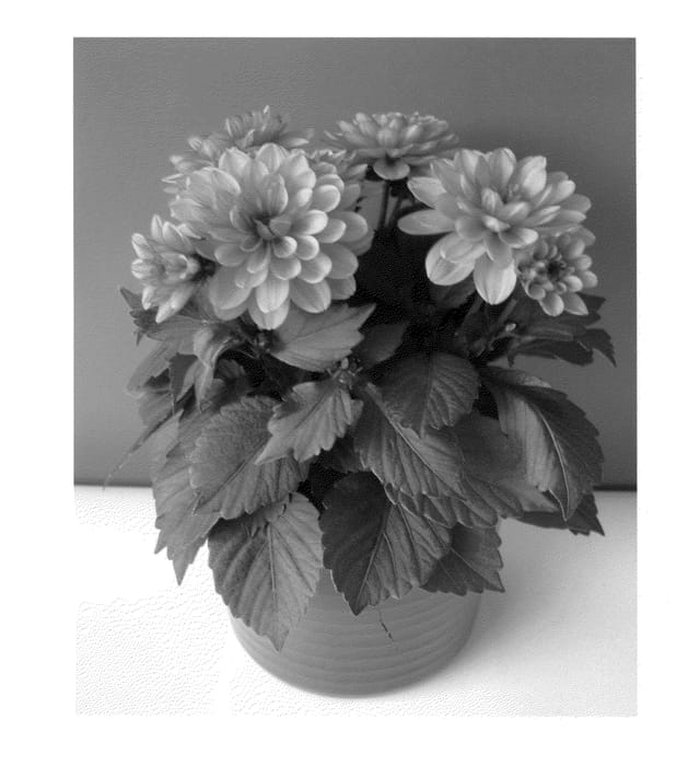 Figure 1 of US plant patent PP23485, the photograph of Bkdapdp printed in the patent.