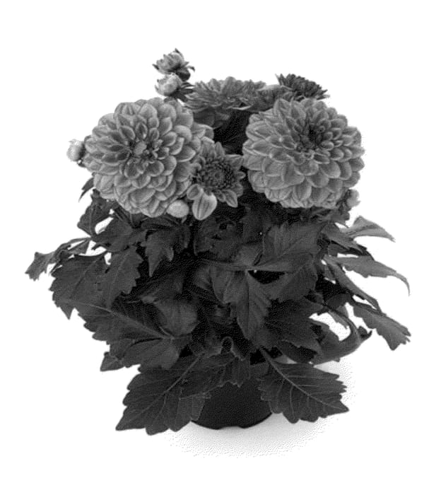 Figure 1 of US plant patent PP23486, the photograph of Bkdars printed in the patent.