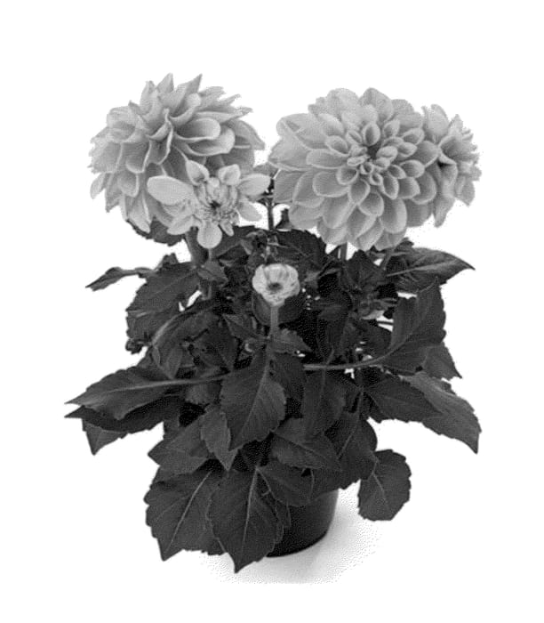 Figure 1 of US plant patent PP23487, the photograph of Bkdaor printed in the patent.