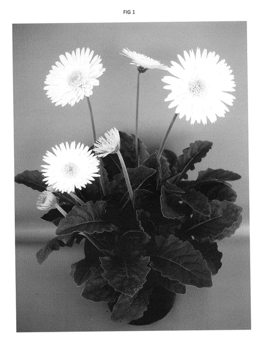 Figure 1 of US plant patent PP23488, the photograph of UFGE 7015 printed in the patent.