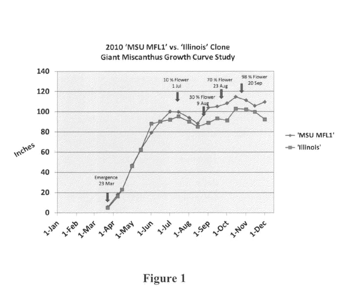 Figure 1 of US plant patent PP23489, the photograph of MSU-MFL1 printed in the patent.