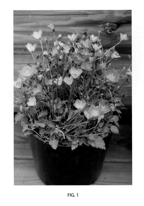 Figure 1 of US plant patent PP23490, the photograph of Nonor printed in the patent.