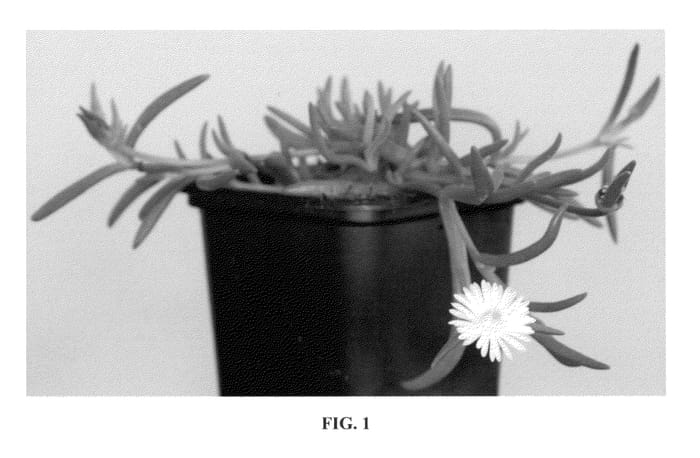 Figure 1 of US plant patent PP23491, the photograph of Jewel of Desert Moon Stone printed in the patent.