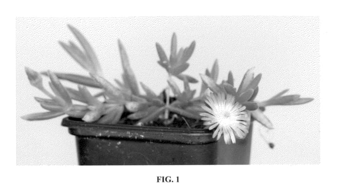 Figure 1 of US plant patent PP23492, the photograph of Jewel of Desert Topaz printed in the patent.