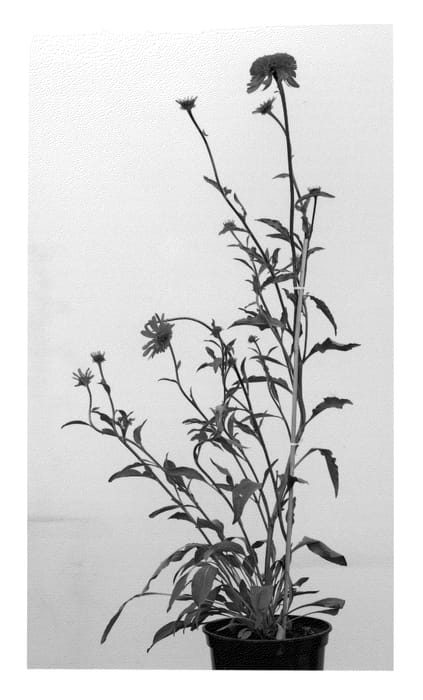 Figure 1 of US plant patent PP23493, the photograph of Southern Belle printed in the patent.