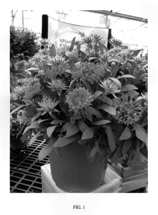 Figure 1 of US plant patent PP23494, the photograph of FANFARE BLAZE printed in the patent.