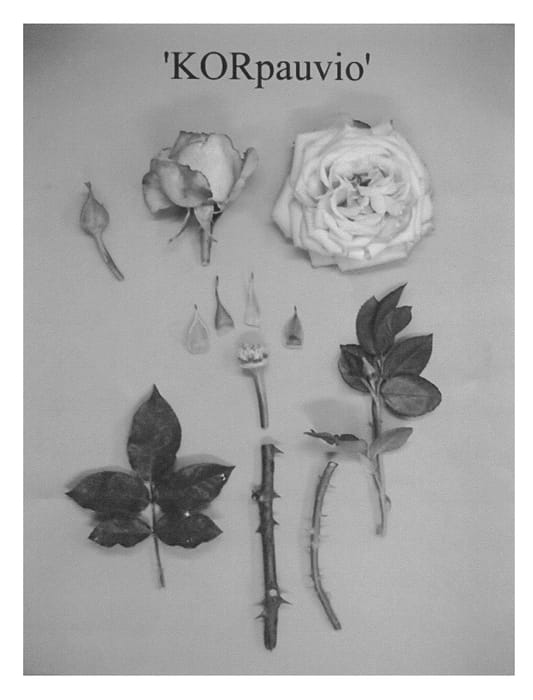Figure 1 of US plant patent PP23495, the photograph of KORpauvio printed in the patent.