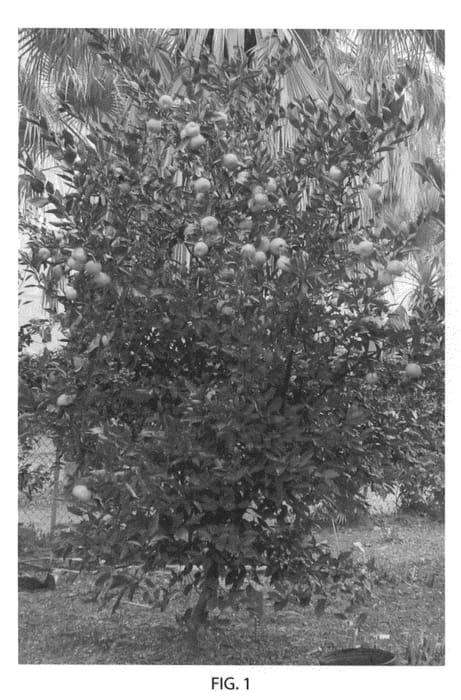 Figure 1 of US plant patent PP23496, the photograph of Gremoy47 printed in the patent.