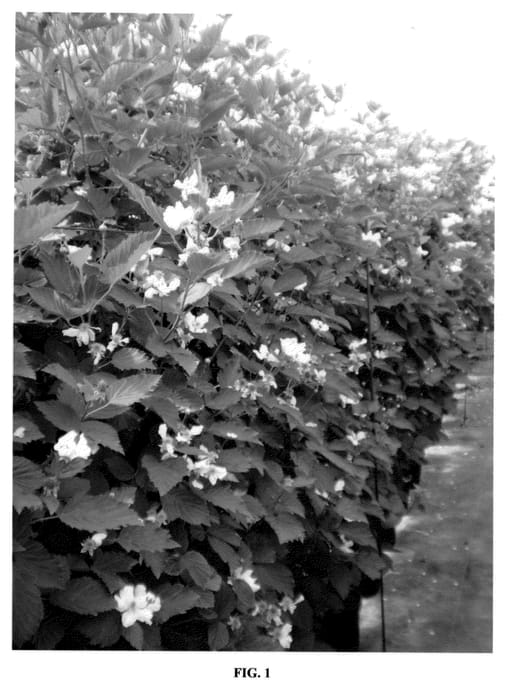 Figure 1 of US plant patent PP23497, the photograph of Reuben printed in the patent.