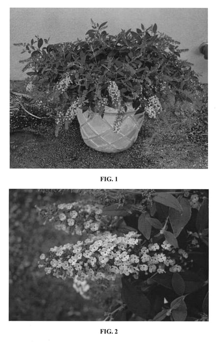 Figure 1 of US plant patent PP23498, the photograph of Hinebud1 printed in the patent.