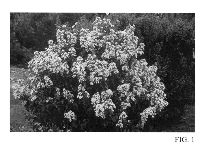 Figure 1 of US plant patent PP23499, the photograph of GAMAD VIII printed in the patent.