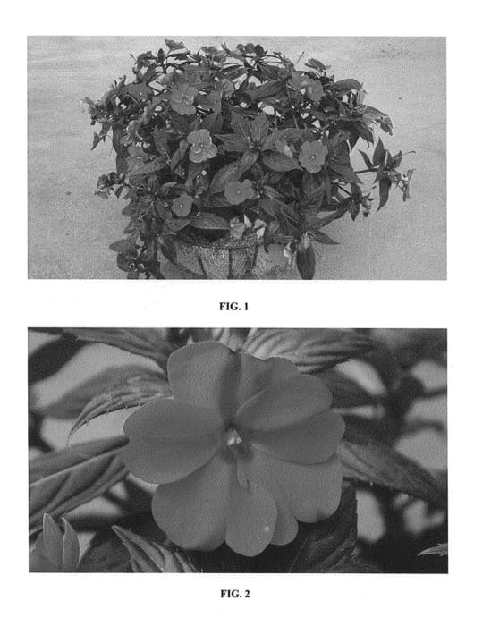 Figure 1 of US plant patent PP23500, the photograph of SAKIMP022 printed in the patent.