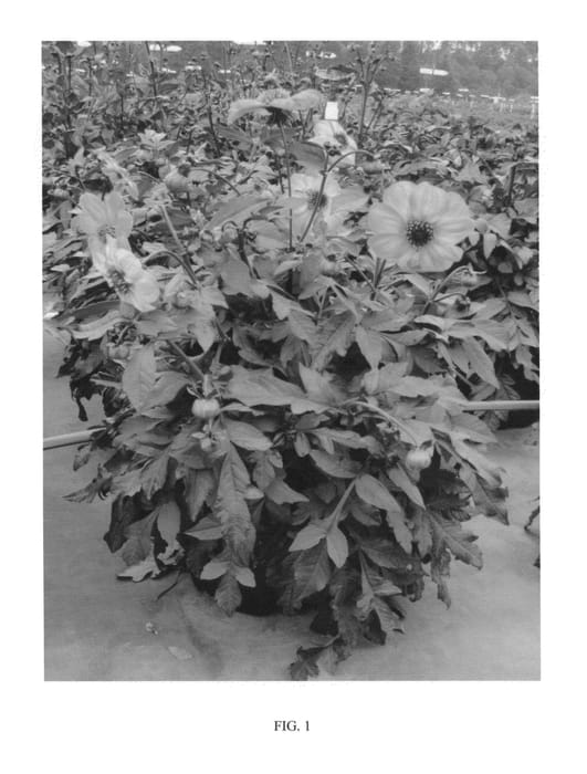 Figure 1 of US plant patent PP23501, the photograph of Mystic Haze printed in the patent.