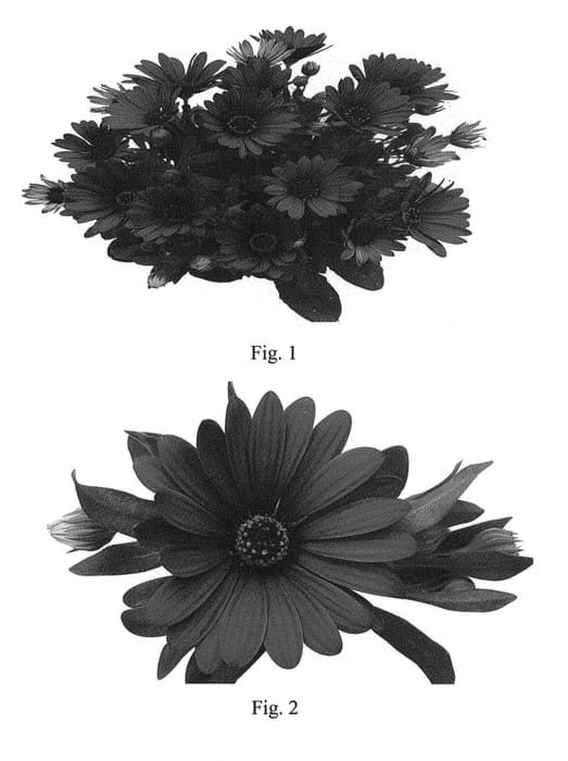 Figure 1 of US plant patent PP23502, the photograph of SAKOST8181 printed in the patent.