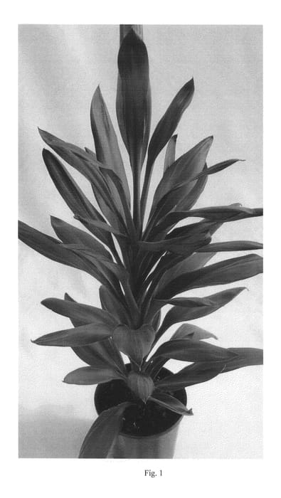 Figure 1 of US plant patent PP23503, the photograph of Mystic Joy printed in the patent.