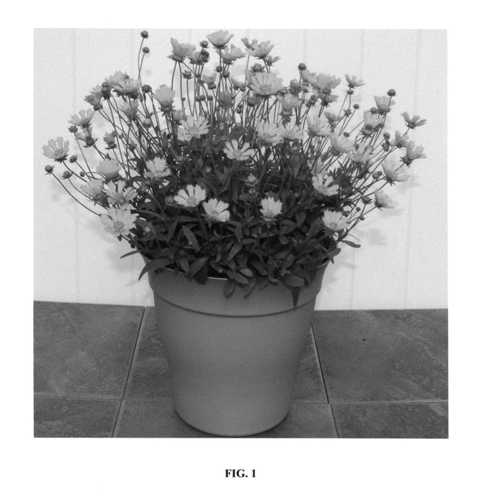 Figure 1 of US plant patent PP23504, the photograph of Dahl Baby printed in the patent.